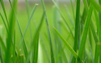 Improve Grass Production during Summer months